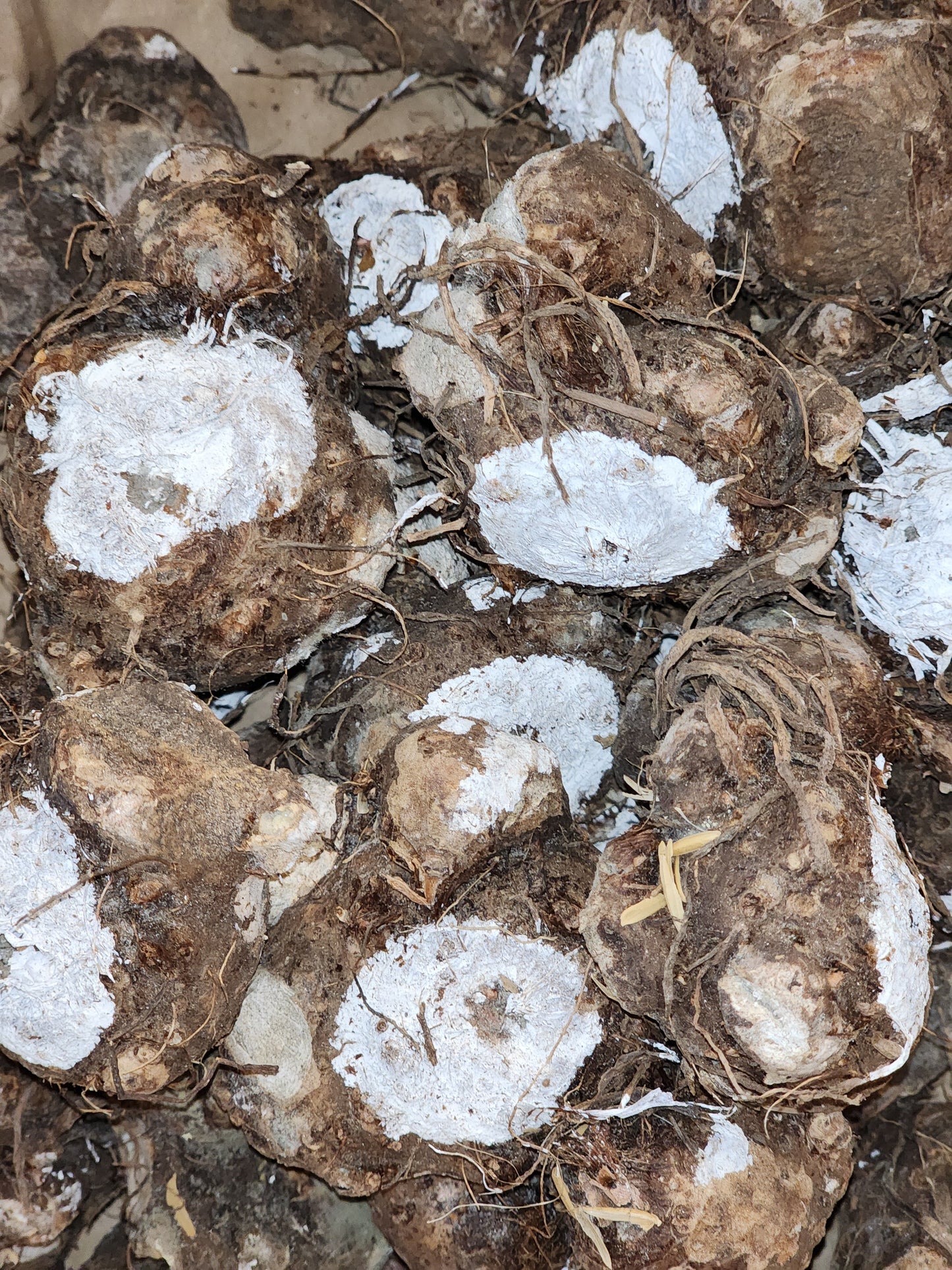 Caladium Autumn Beauty