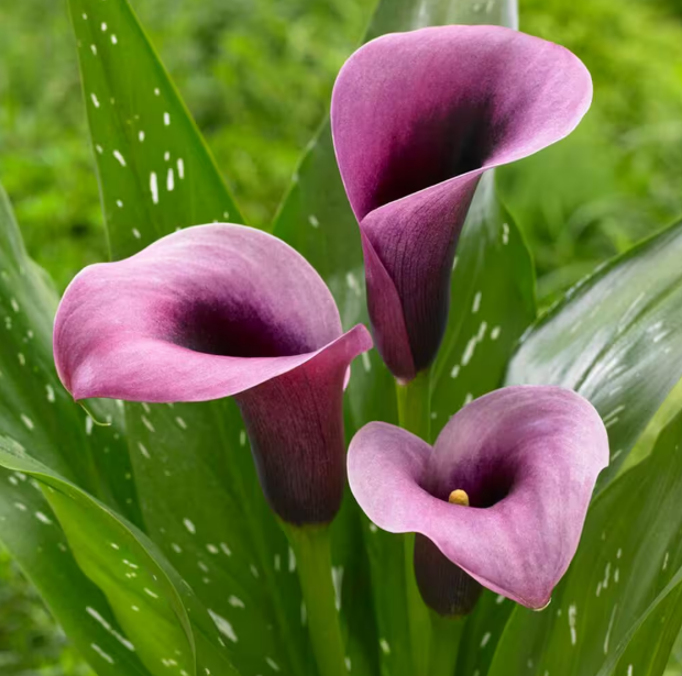 Calla Accent