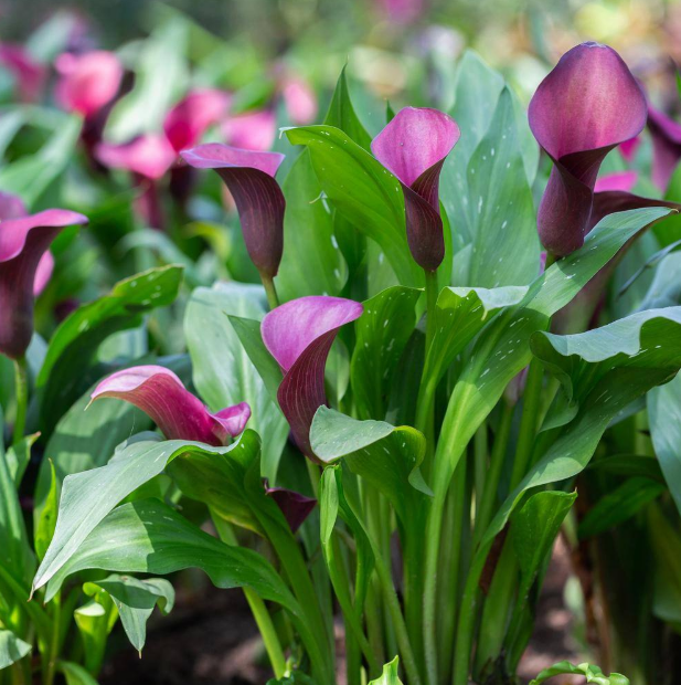 Calla Accent