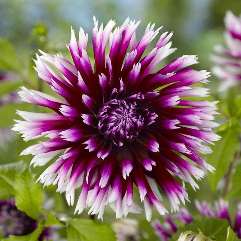 Dahlia Alauna Clair Obscur