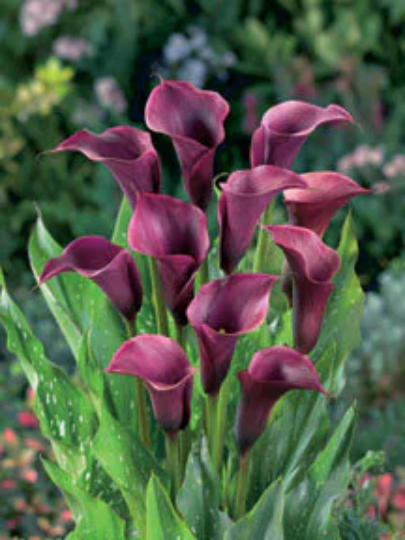 Calla Anneke