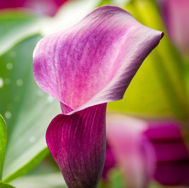 Calla Anneke