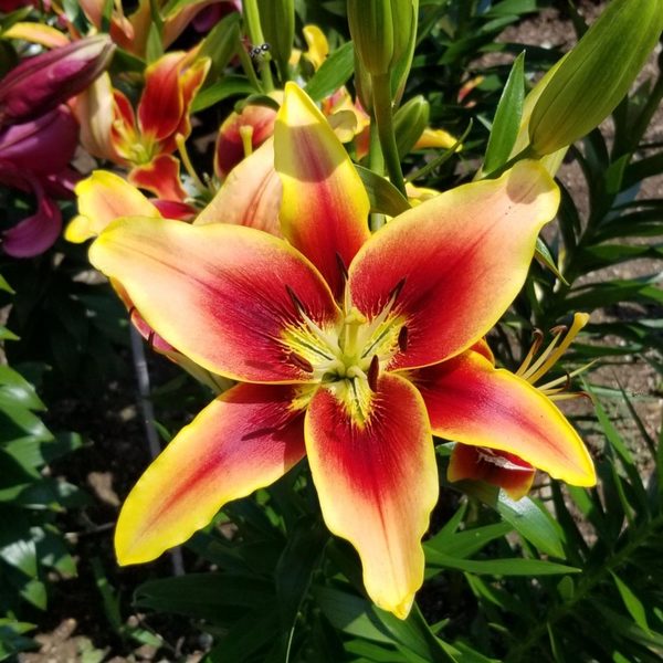 Lily Avalon Sunset