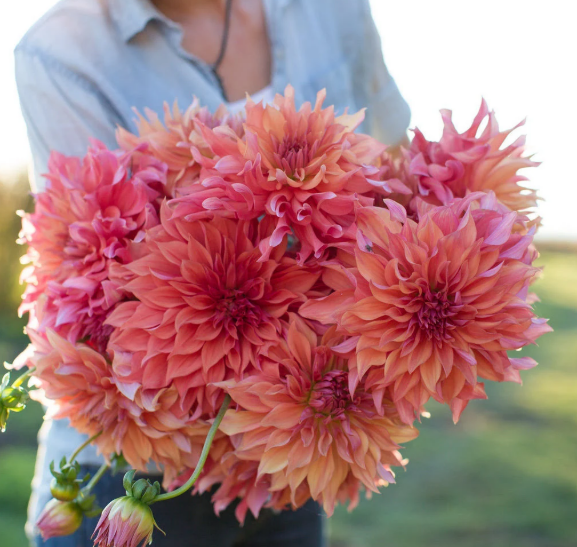 Dahlia Belle of Bamera