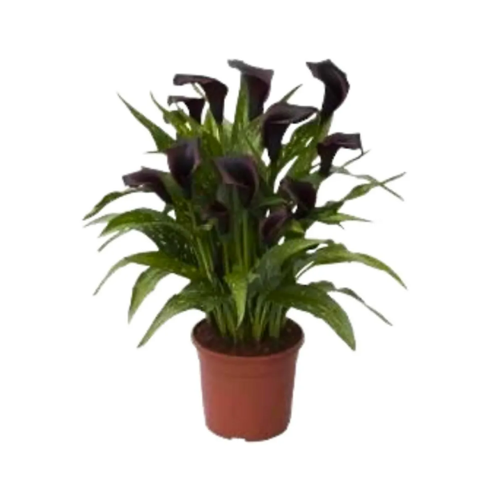 Calla Black Hero