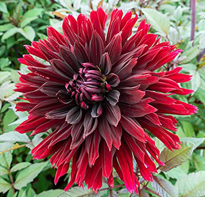 Dahlia Blackjack