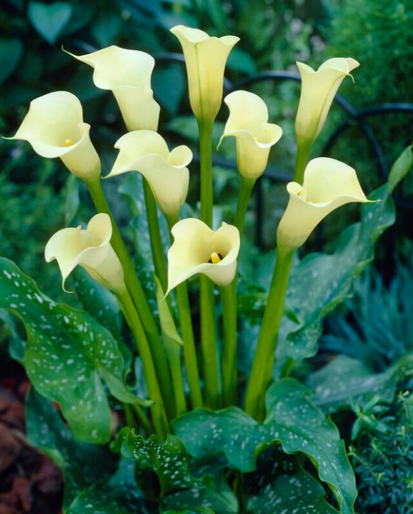Calla Black Eyed Beauty