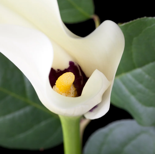 Calla Black Eyed Beauty