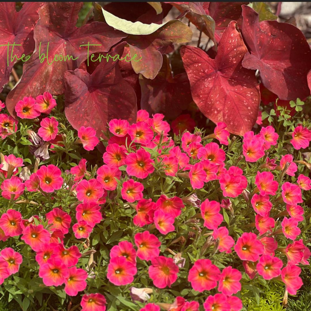 Caladium Burning Heart