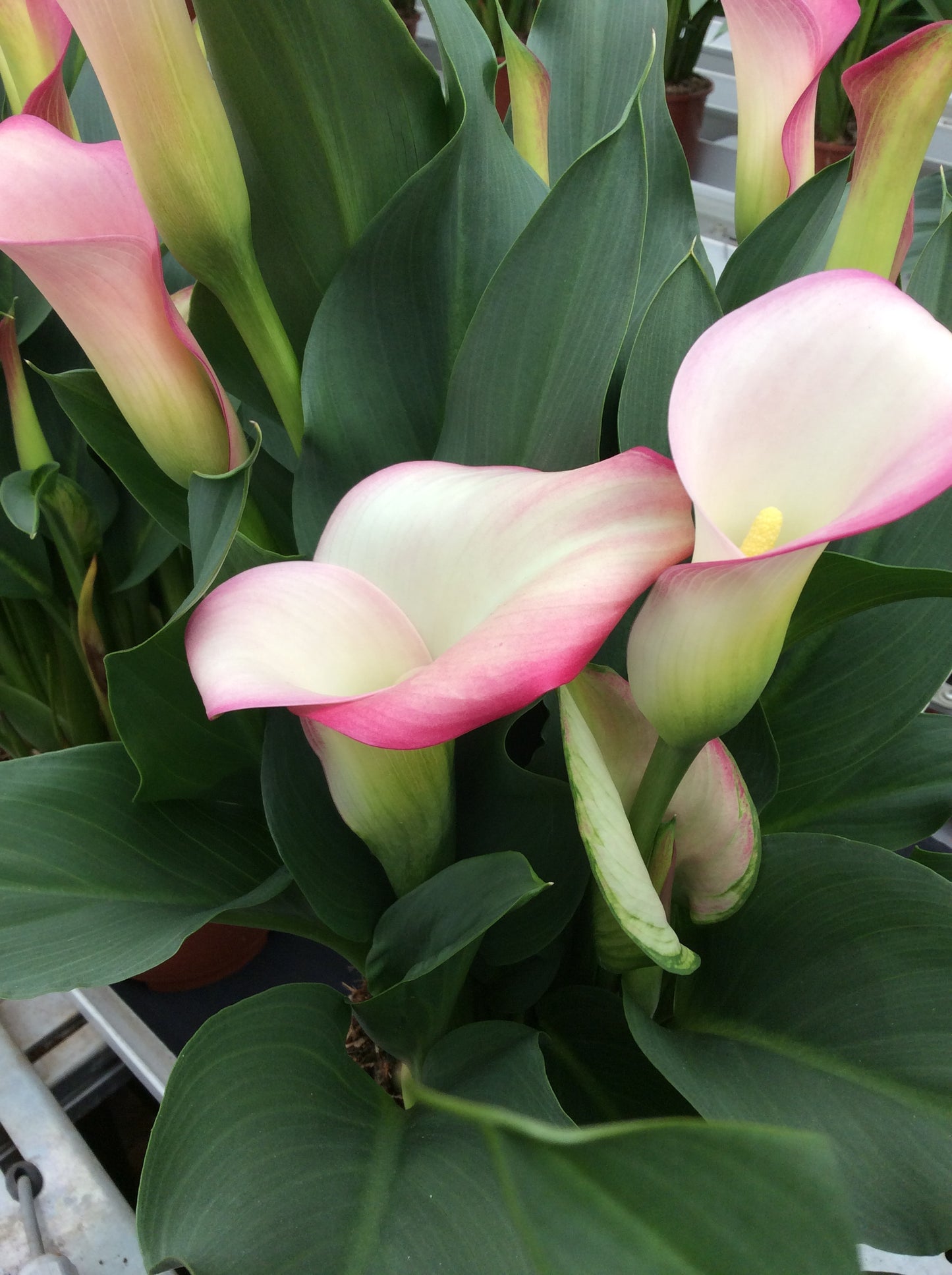 Calla French Kiss