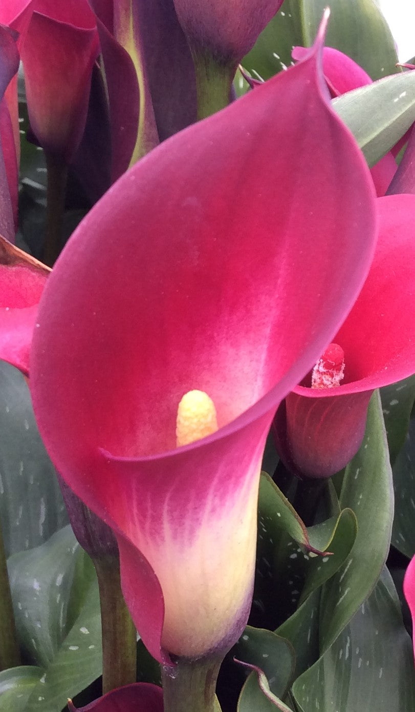 Calla Halifax
