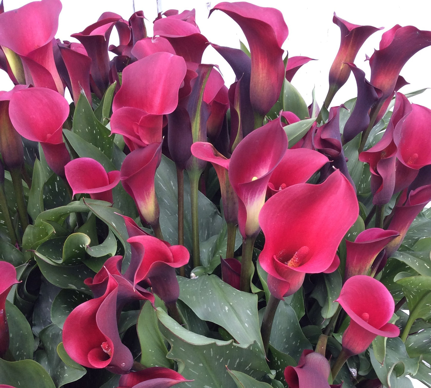 Calla Halifax