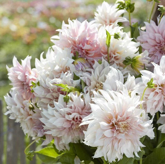 Dahlia Café au Lait