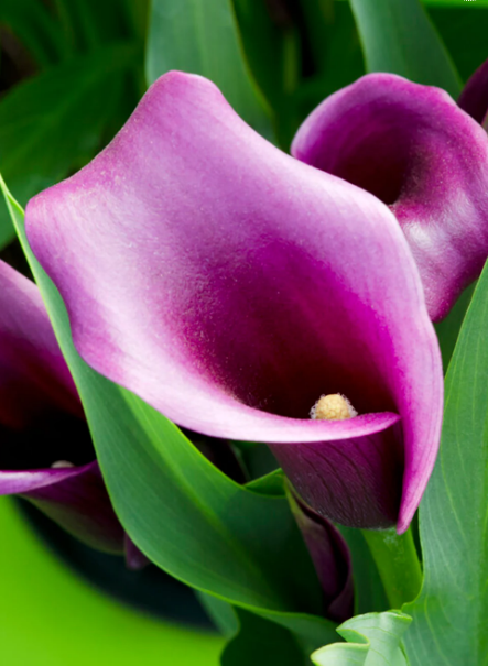 Calla Paco