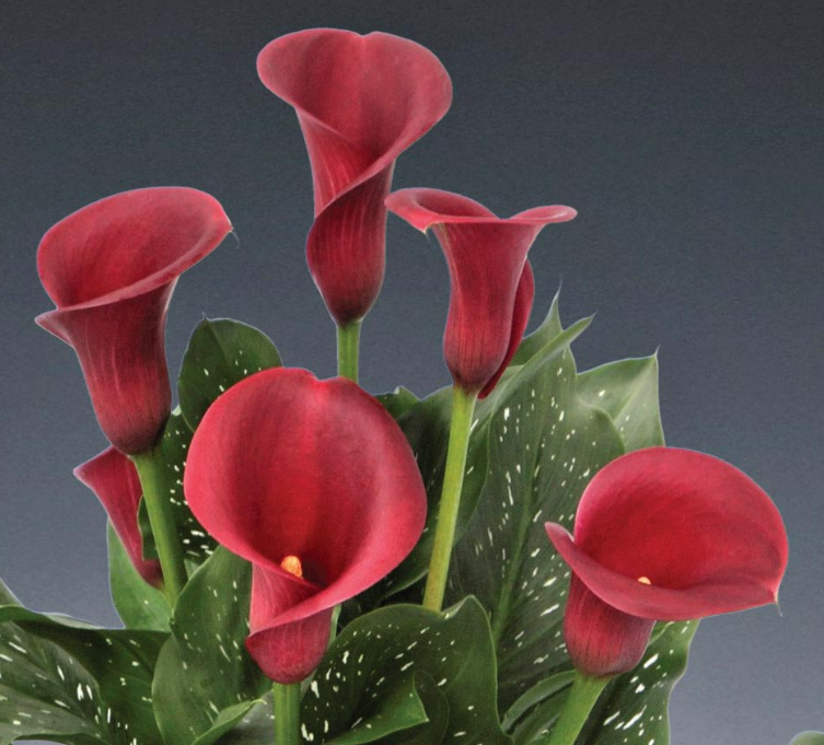 Calla Santiago