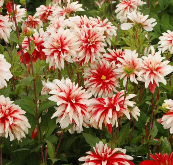 Dahlia Catching Fire