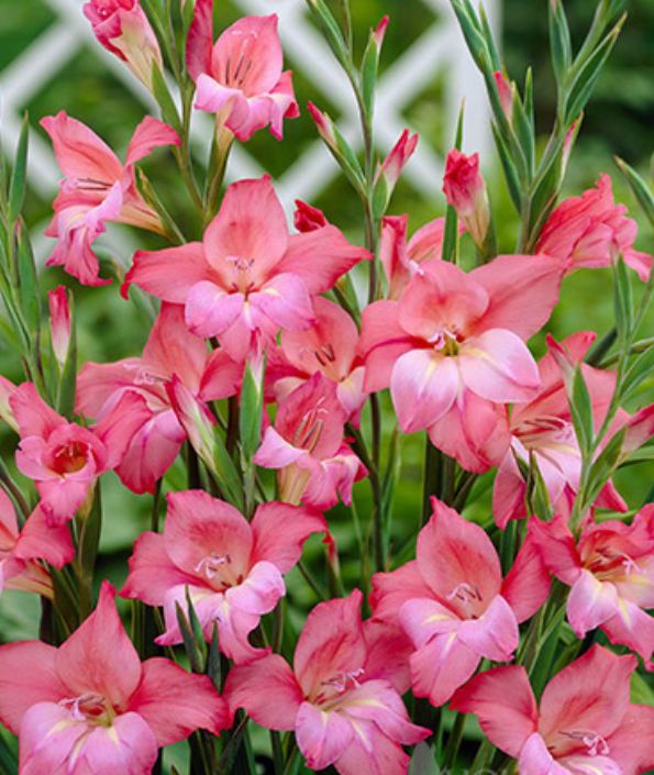 Gladiolus Charming Beauty