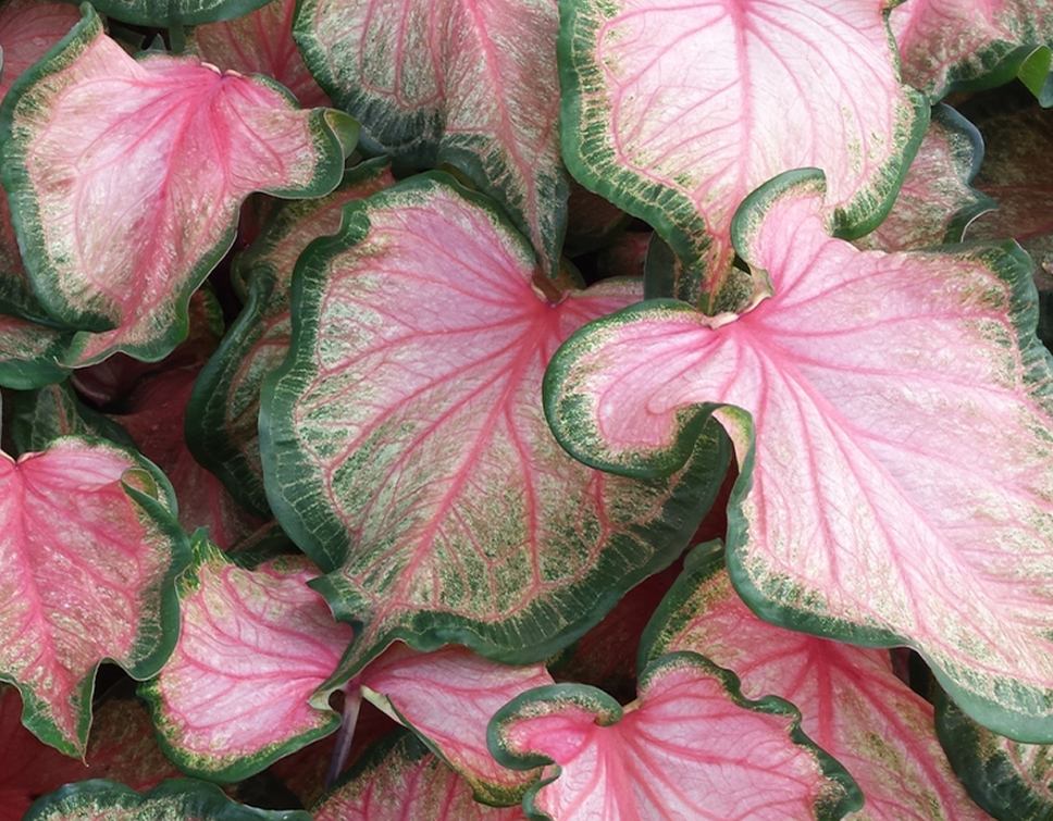 Caladium Chinook