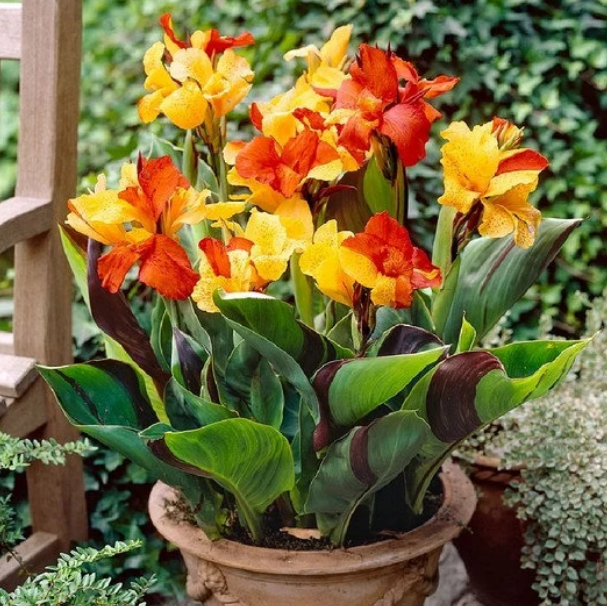 Canna Cleopatra
