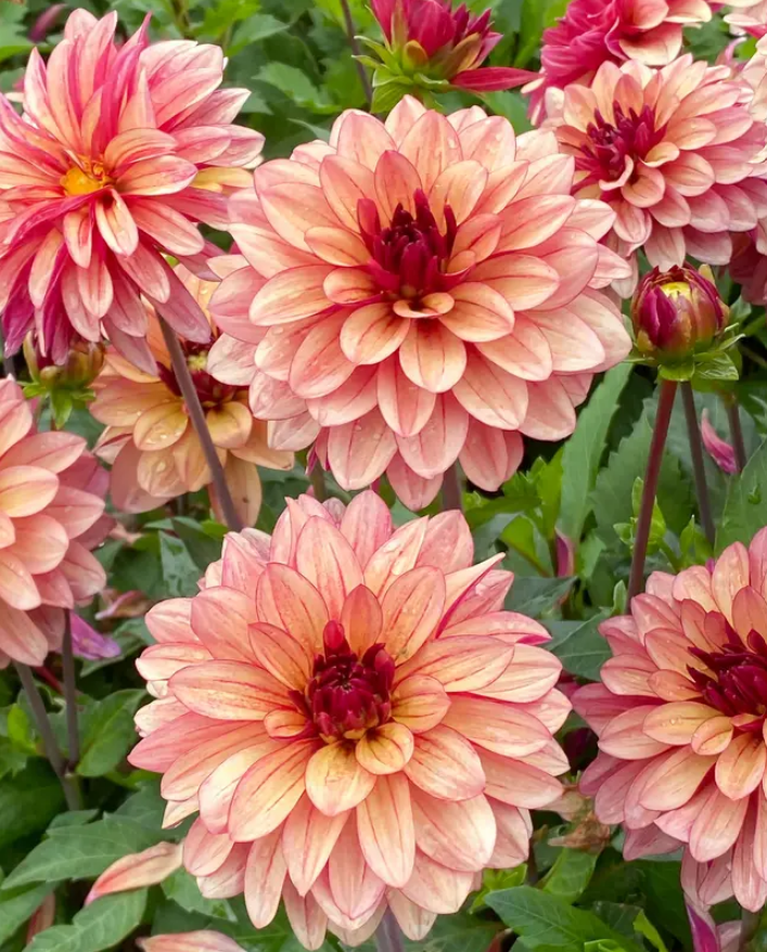 Dahlia Creme De Cognac