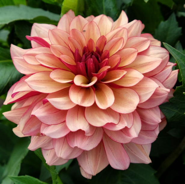 Dahlia Creme De Cognac