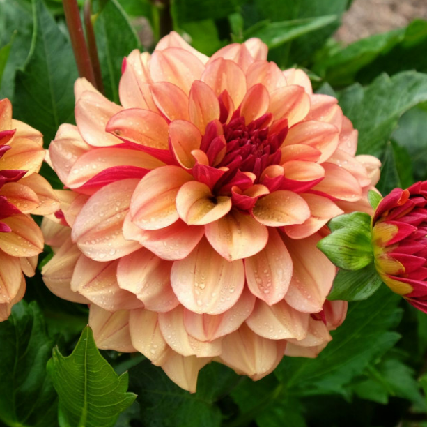 Dahlia Creme De Cognac