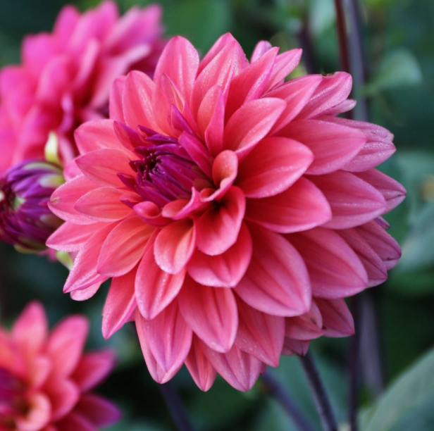Dahlia American Dawn