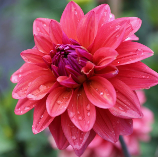 Dahlia American Dawn