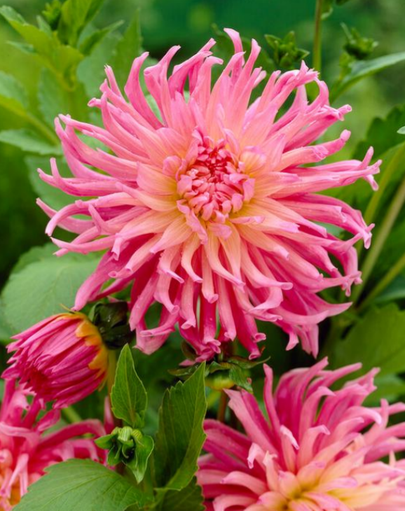 Dahlia Star's Favorite