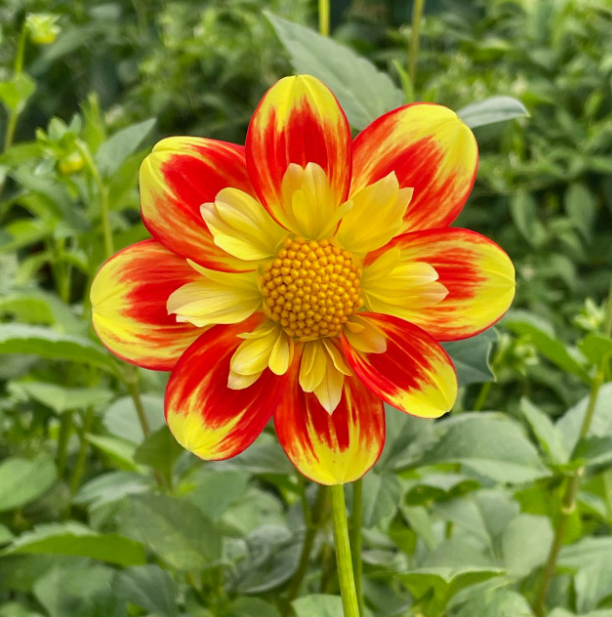 Dahlia Pooh Swan Island