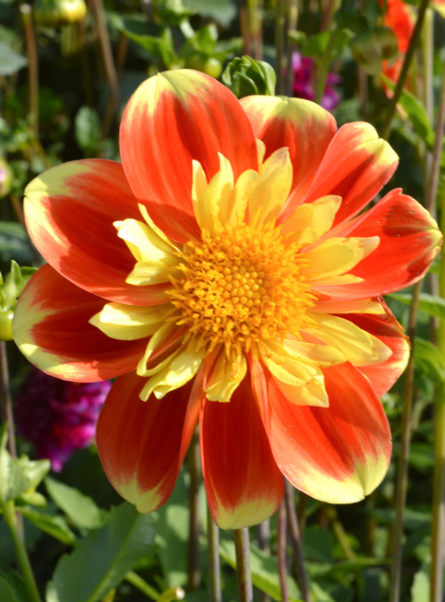 Dahlia Pooh Swan Island