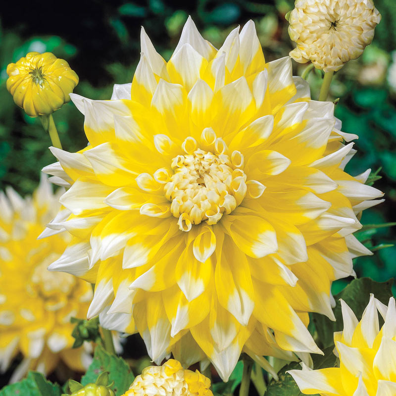 Dahlia Grand Prix
