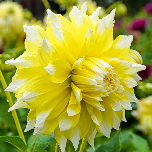 Dahlia Grand Prix