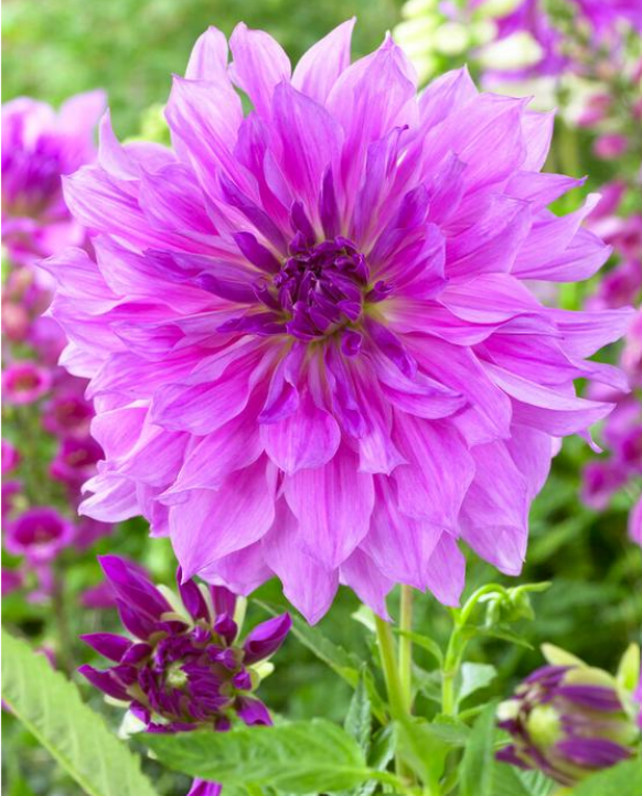 Dahlia Lavender Ruffles