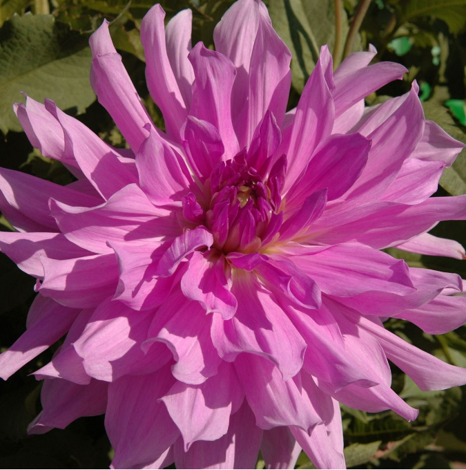 Dahlia Lavender Ruffles