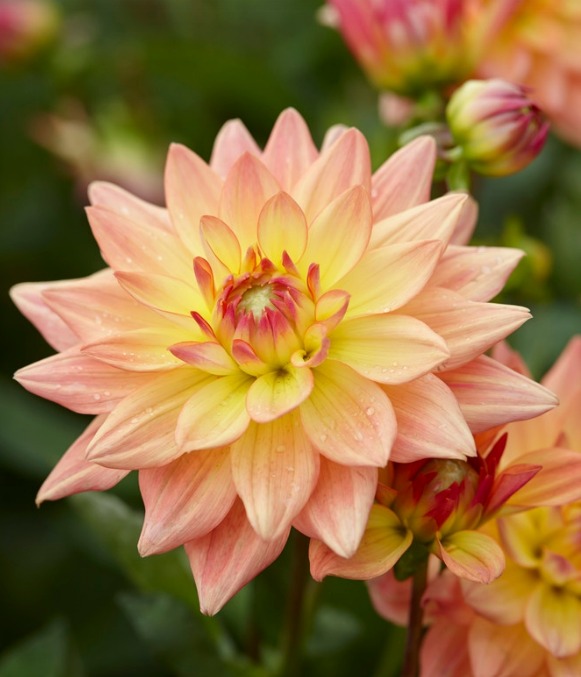 Dahlia Melody Dora