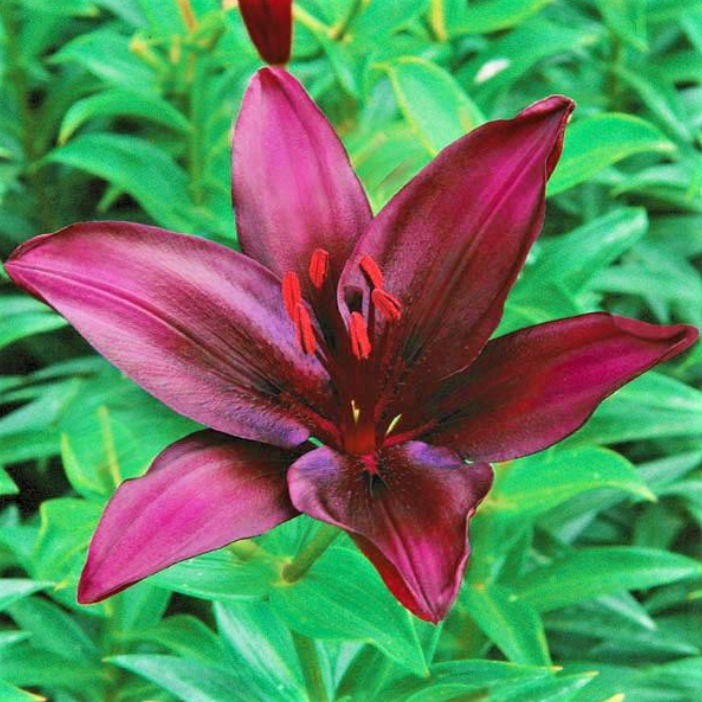 Lily Dark Secret