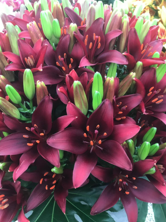 Lily Dark Secret