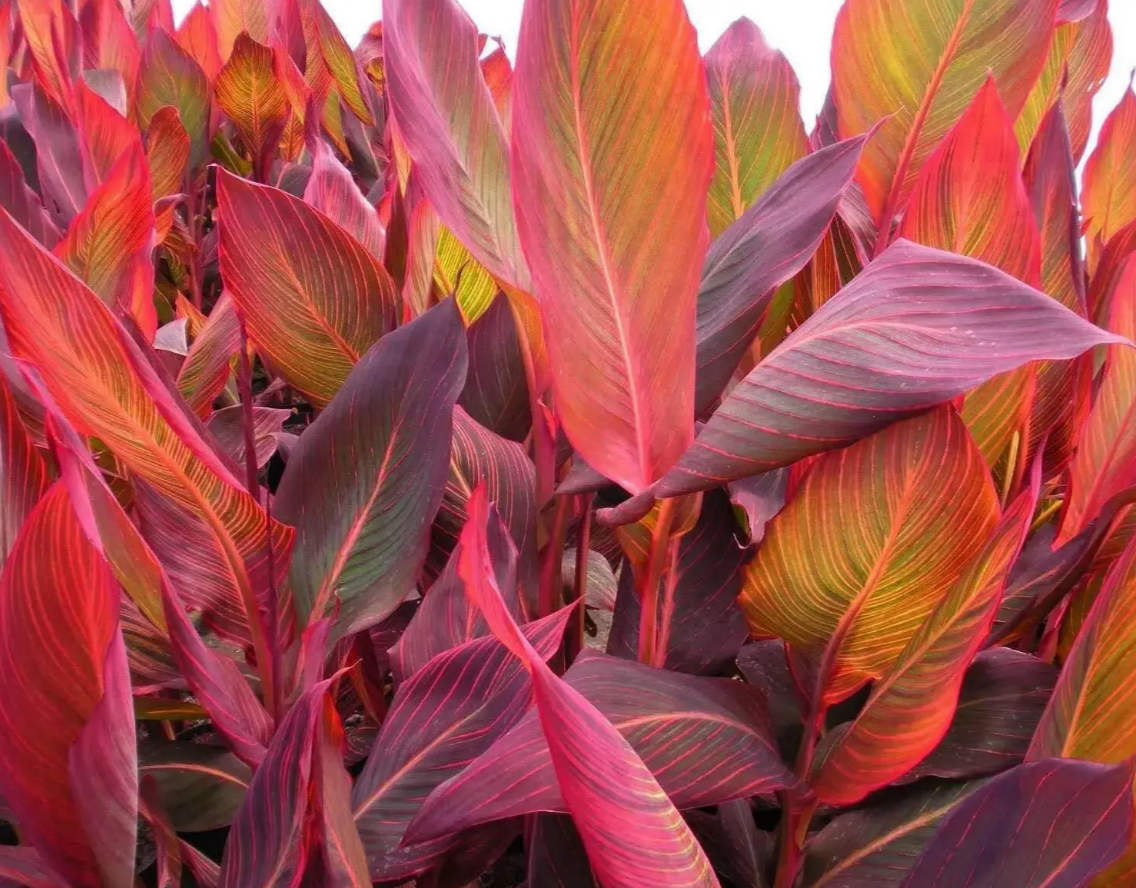 Canna Durban