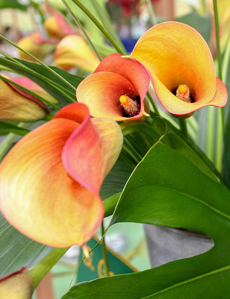 Calla Flame