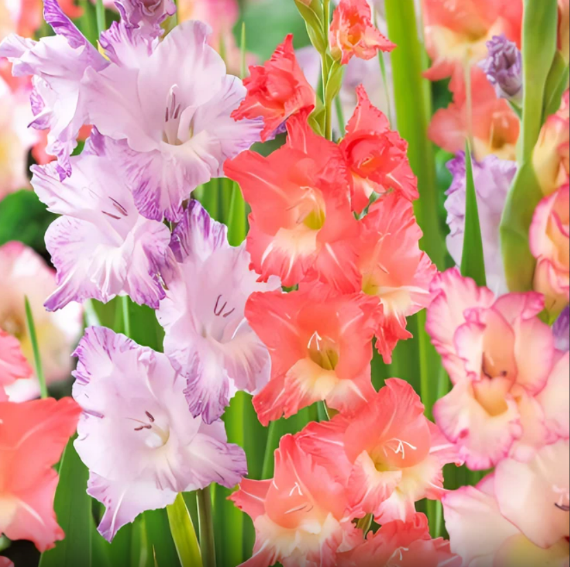 Gladiolus Peaches N Cream Mix