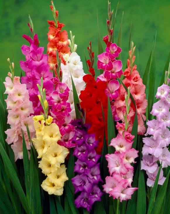 Gladiolus Rainbow Mix