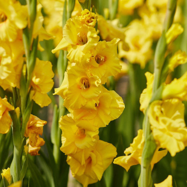 Gladiolus Strong Gold