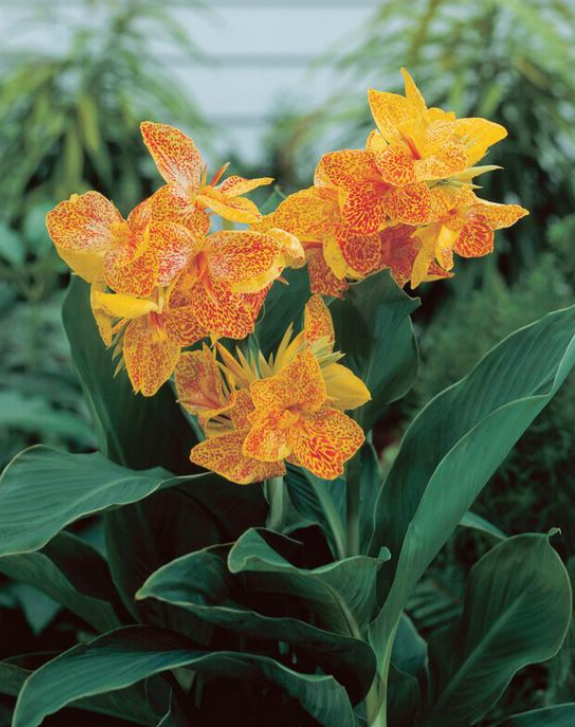 Canna Dwarf Golden Lucifer