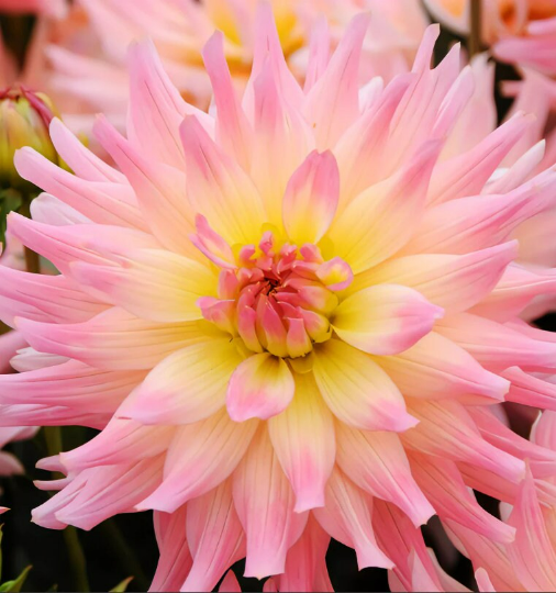 Dahlia Melody Gypsy