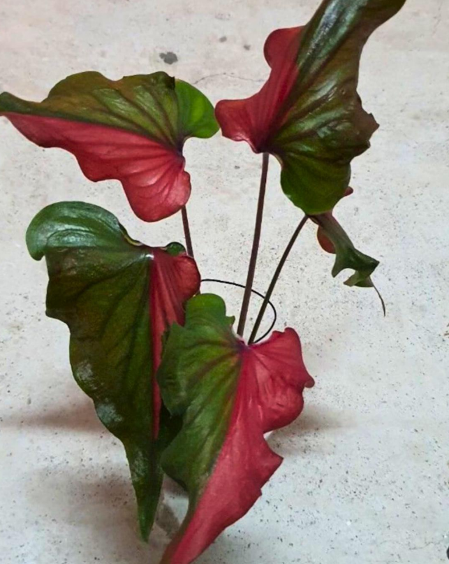 Caladium Harrison Strap