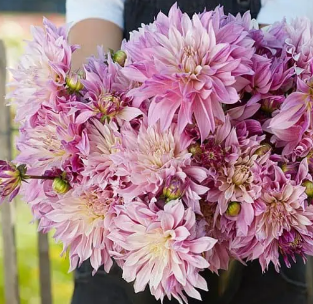 Dahlia Labyrinth Two-Tone