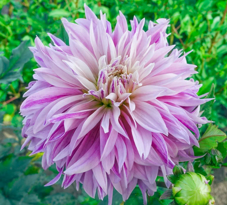 Dahlia Labyrinth Two-Tone