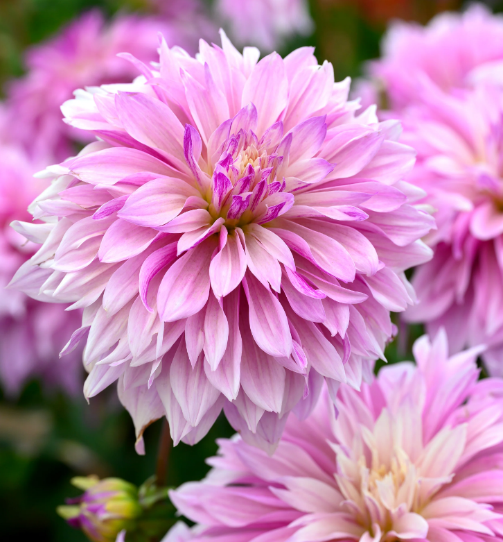 Dahlia Labyrinth Two-Tone