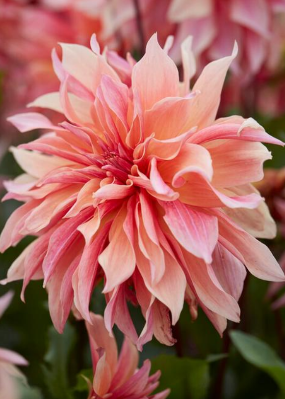 Dahlia Labyrinth